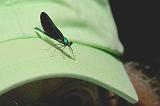 Sandra's Damselfly_50088